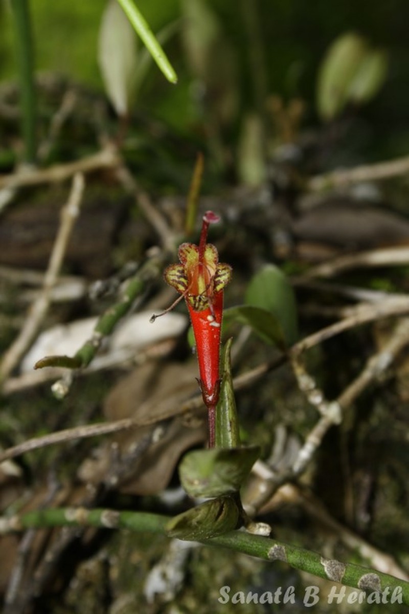 Aeschynanthus ceylanicus Gardner